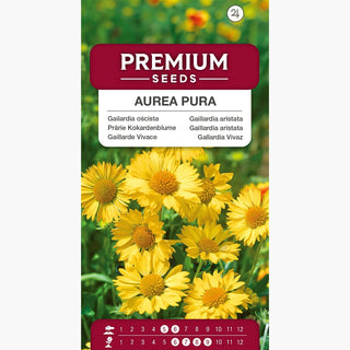 Prärie Kokardenblume - Aurea Pura - Sonnenverträglich, Trockenheitsresistent - Gaillardia aristata