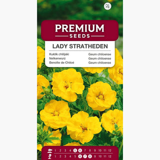 Nelkenwurz - Lady Stratheden - Eleganter Garten-Geum - Geum chiloense