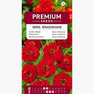 Nelkenwurz - Mrs. Bradshaw - Staude Mit Besonderem Charme - Geum chiloense