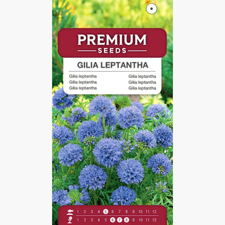 Gilia leptantha - Große Blüten In Zarten Farben - Gilia leptantha