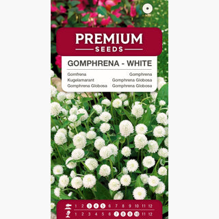 Kugelamarant - Weiße - Zartes Weiß Für Blumenarrangements - Gomphrena globosa