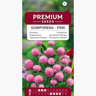 Kugelamarant - Rosa - Romantisches Rosa Für Beete Und Vasen - Gomphrena globosa