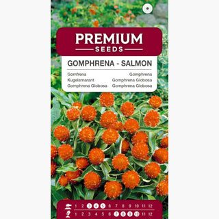 Kugelamarant - Lachs - Warmer Subtiler Lachston - Gomphrena globosa