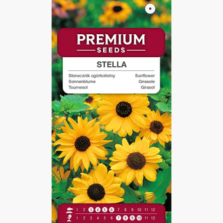 Sonnenblume - Stella - Besonderes Highlight Für Bauerngärten - Helianthus debilis