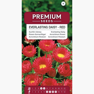 Rosen-Sonnenflügel - Rot - Zart, Perfekt Für Trockensträuße - Helipterum roseum