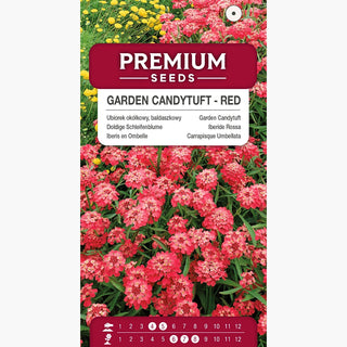 Doldige Schleifenblume - Rot - Farbenprächtig, Schnellwachsend Den Ganzen Sommer - Iberis umbellata