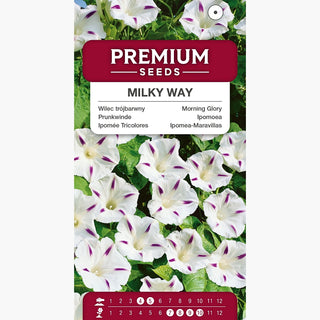 Prunkwinde - Milky Way - Zart, Perfekt Für Pergolen Und Balkone - Ipomoea tricolor