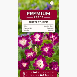 Prunkwinde - Ruffled Red - Gefüllte Blüten, Rotes Farbenspiel, Schnelles Wachstum - Ipomoea x imperialis