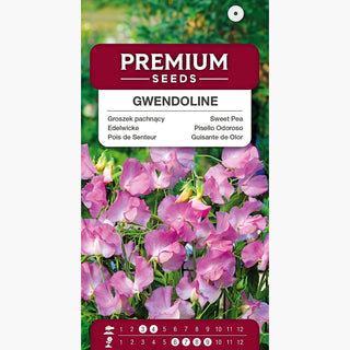 Edelwicke - Gwendoline - Große, Gewellte Blütenblätter - Lathyrus odoratus
