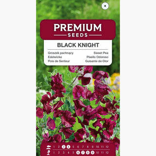 Edelwicke - Black Knight - Tiefe Farbe, Elegantes Aussehen - Lathyrus odoratus