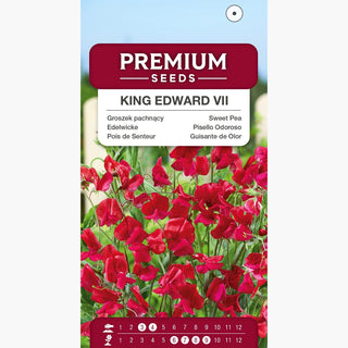 Edelwicke - King Edward VII - Kräftige Farbe, Intensiver Duft - Lathyrus odoratus