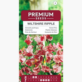 Edelwicke - Wiltshire Ripple - Eleganter Creme-Rot-Kontrast - Lathyrus odoratus