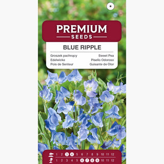 Edelwicke - Blue Ripple - Zarte Duftende Sorte - Lathyrus odoratus
