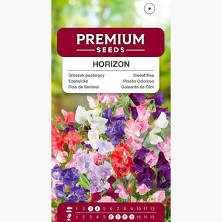 Edelwicke - Horizon - Außergewöhnliche Blütenfarbe Für Beete - Lathyrus odoratus