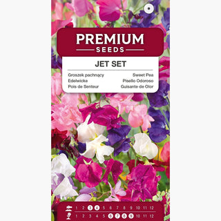 Edelwicke - Jet Set - Perfekt Für Sonnige Standorte - Lathyrus odoratus