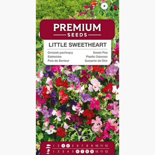 Edelwicke - Little Sweetheart - Blüten In Pastellfarben - Lathyrus odoratus