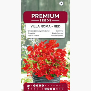 Edelwicke - Villa Roma - Rot - Starker Duft Für Die Terrasse - Lathyrus odoratus
