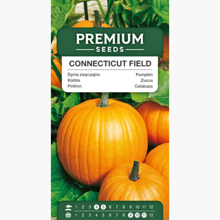 Kürbis - Connecticut Field - Ideal Zum Schnitzen Von Laternen