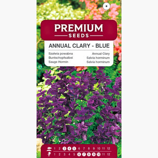 Buntschopfsalbei - Blau - Ideal Für Blumensträuße, Pflegeleicht - Salvia horminum