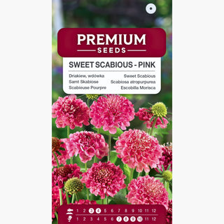 Samt Skabiose - Rosa - Romantische Note Für Beete - Scabiosa atropurpurea
