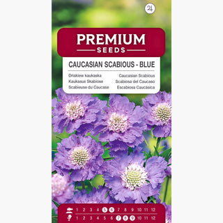 Kaukasus Skabiose - Blau - Zierde Für Garten Und Blühwiese - Scabiosa caucasica