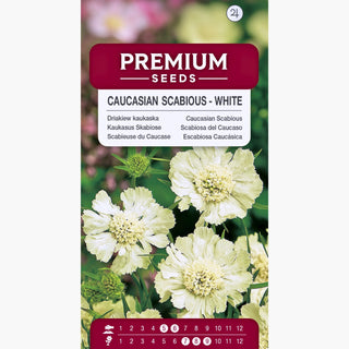Kaukasus Skabiose - Weiß - Eleganter Blickfang Im Staudenbeet - Scabiosa caucasica
