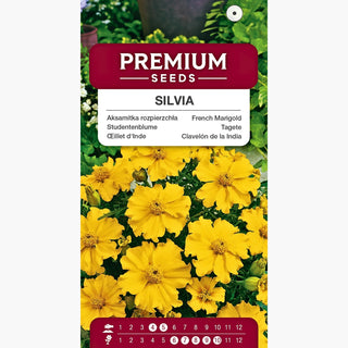 Studentenblume - Silvia - Bringt Jede Blumenkomposition Zum Leuchten - Tagetes patula