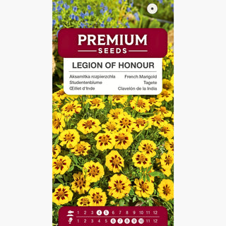 Studentenblume - Legion of Honour - Gold Mit Bordeauxrotem Akzent - Tagetes patula