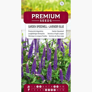 Langblättriger Ehrenpreis - Lavendelblau - Dekorative Lange Blütenstände - Veronica longifolia