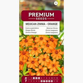 Haage-Zinnie - Orange - Sonnenglanz Im Garten - Zinnia angustifolia