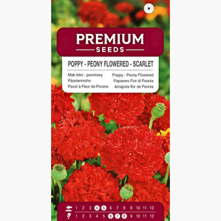 Päonienmohn - Scharlachrot - Mit Üppigen Roten Blütenblättern - Papaver paeoniflorum