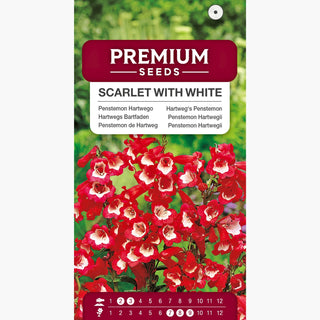 Hartwegs Bartfaden - Scharlachrot mit Weiß - Einzigartiger Charme, Kompakte Polster - Penstemon hartwegii
