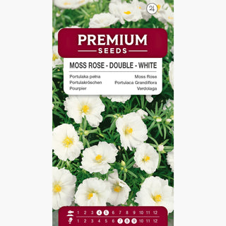 Portulakröschen - Gefüllte Weiß - Gefüllte Blüten, Perfekt Für Steingärten - Portulaca grandiflora