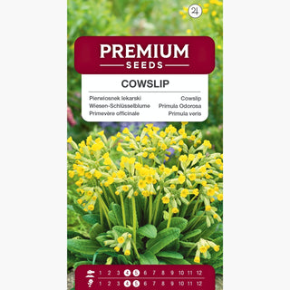 Wiesen-Schlüsselblume - Charmante, Zarte, Natürliche Anmut - Primula veris