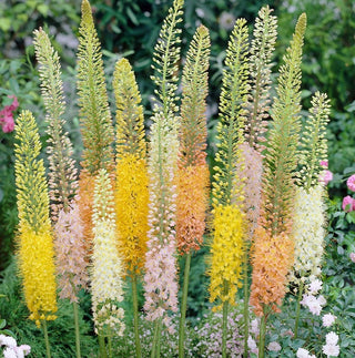 Steppenkerze - Mix - Eremurus - Anmutige Schönheit Königin des Sommers