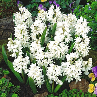 Puschkinie - Weiß - Puschkinia - Schneeweißer Frühlingshauch - 10 Blumenzwiebeln