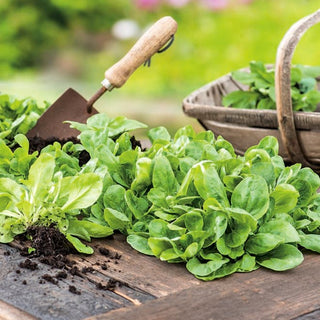 Feldsalat - Verte de Cambrai - Reich An Vitaminen, Mildes Aroma - Valerianella locusta - Premium-Saatgut