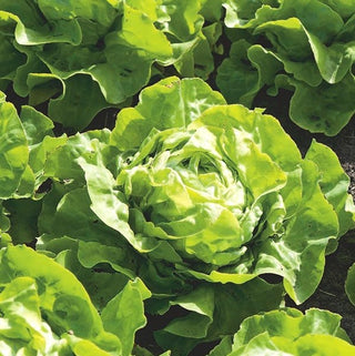 Kopfsalat Lento - Saatband - Zart, Leicht Anzubauen, Kältetolerant