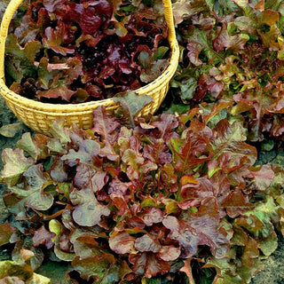 BIO Eichblattsalat Red Salad Bowl - Dekorativ, Knackig - Premium-Saatgut