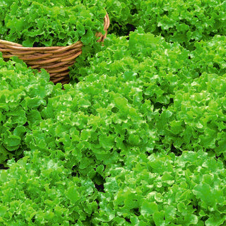 Eichblattsalat - Salad Bowl - Feiner Geschmack, Mehrfacher Ernteertrag