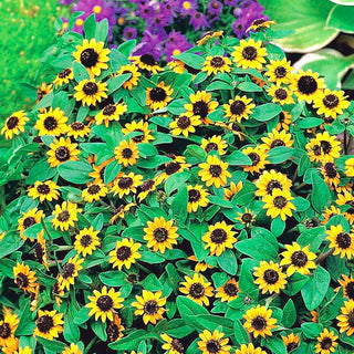 Husarenknopf - Niedrig Wachsende Pflanze, Reich Blühend - Sanvitalia procumbens - Premium-Saatgut