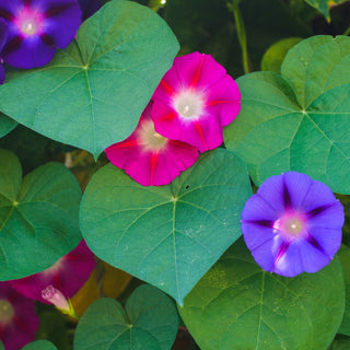 Purpur Prunkwinde - Mischung - Himmlische Kletterpflanze - Ipomoea purpurea