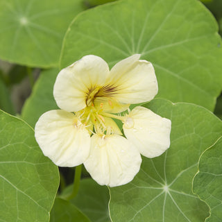 Zwerg Kapuzinerkresse - Night & Day - Ästhetischer Gartenschmuck - Tropaeolum majus var. nanum