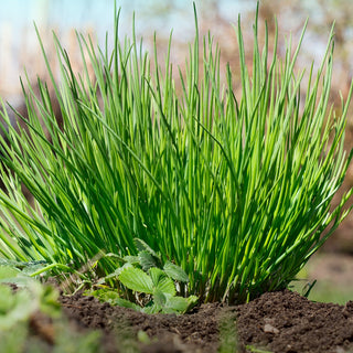BIO Schnittlauch Medium Leaf - Ganzjährig Frischer Schnittlauch, Ideal Für Topfkultur - Premium-Saatgut