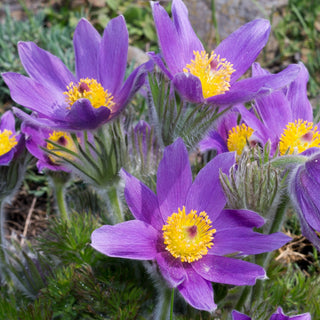 Küchenschelle - Violett - Mehrjährige Pflanze, Winterhart - Pulsatilla vulgaris