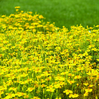 Schmalblättrige Studentenblume - Golden Gem - Zarte Goldgelbe Blüten - Tagetes tenuifolia