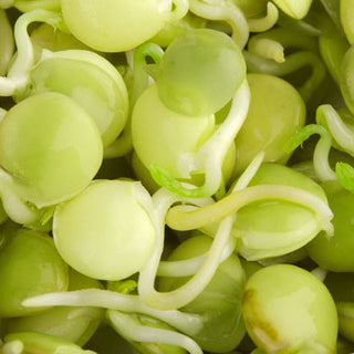 Keimsprossen - Linsen - Hervorragende Vitaminquelle - Lens culinaris