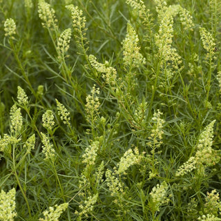 Duft-Resede - Weiß - Klassischer Landhausduft - Reseda odorata - Premium-Saatgut