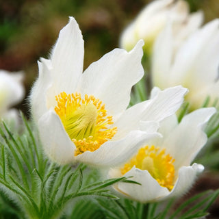 Küchenschelle - Weiß - Frühe Blüte, Kompakte Blüten - Pulsatilla vulgaris