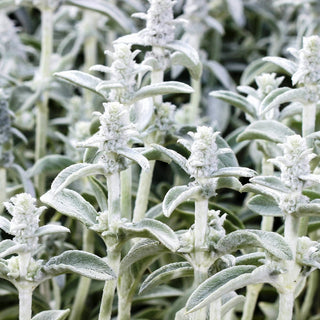 Woll-Ziest - Attraktive Zierde Für Beete Und Steingärten - Stachys lanata - Premium-Saatgut